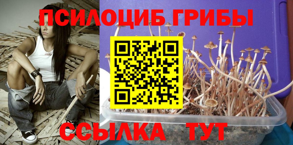 Псилоцибиновые грибы Cubensis Череповец